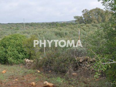 Phylaenus spumarius 